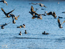 Pochard Duck - Kaczka Głowienka